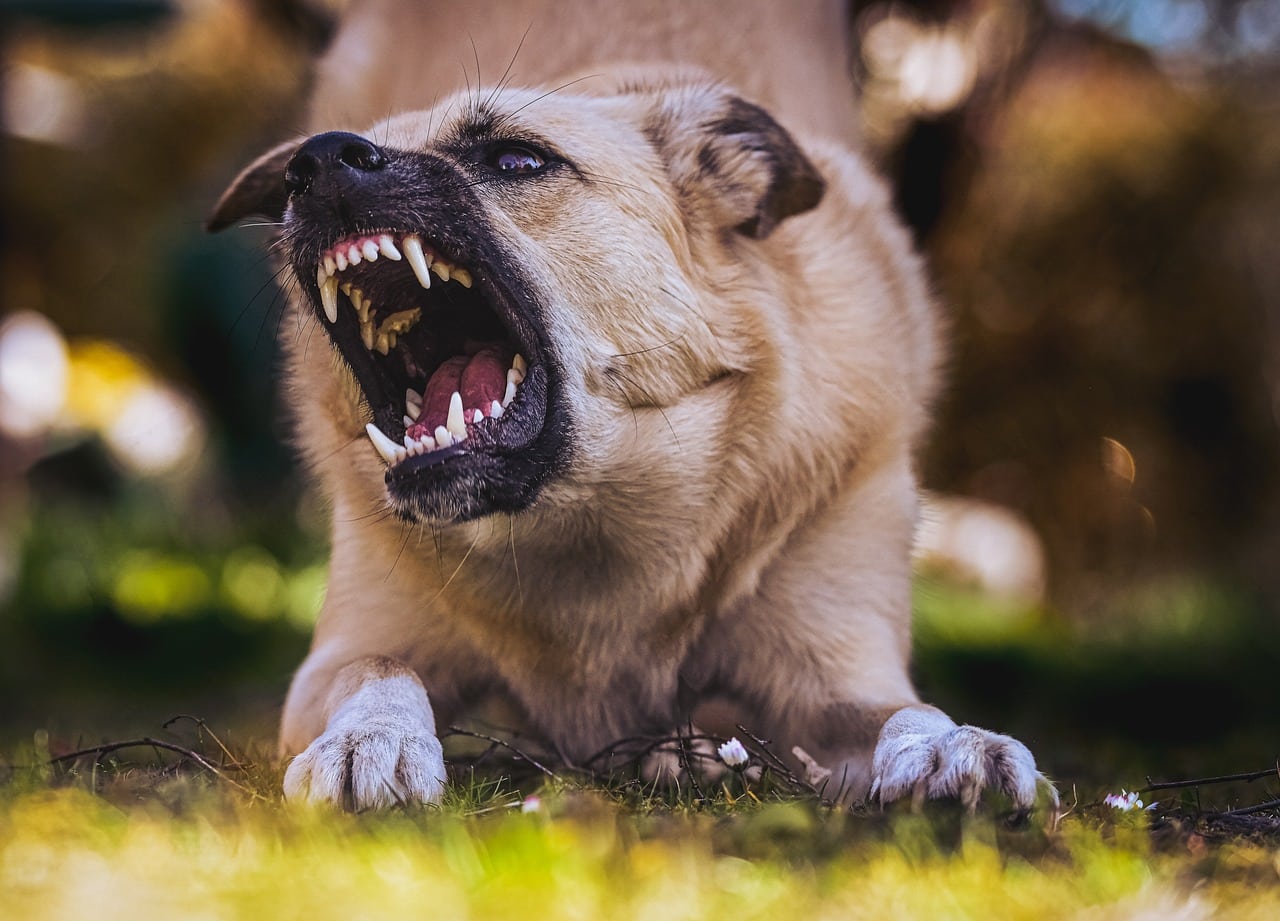 Emotional and Psychological Effects of Dog Bites: Why Legal Help is Crucial